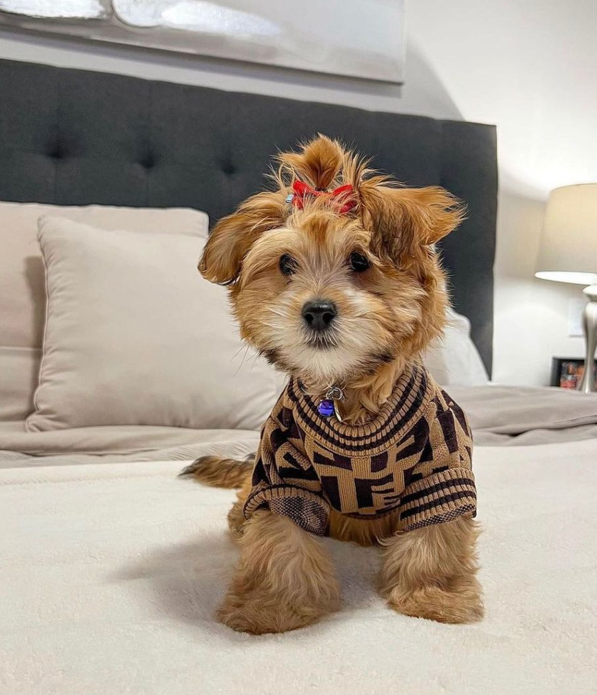 Designer Inspired Pet Apparel and Accessories
